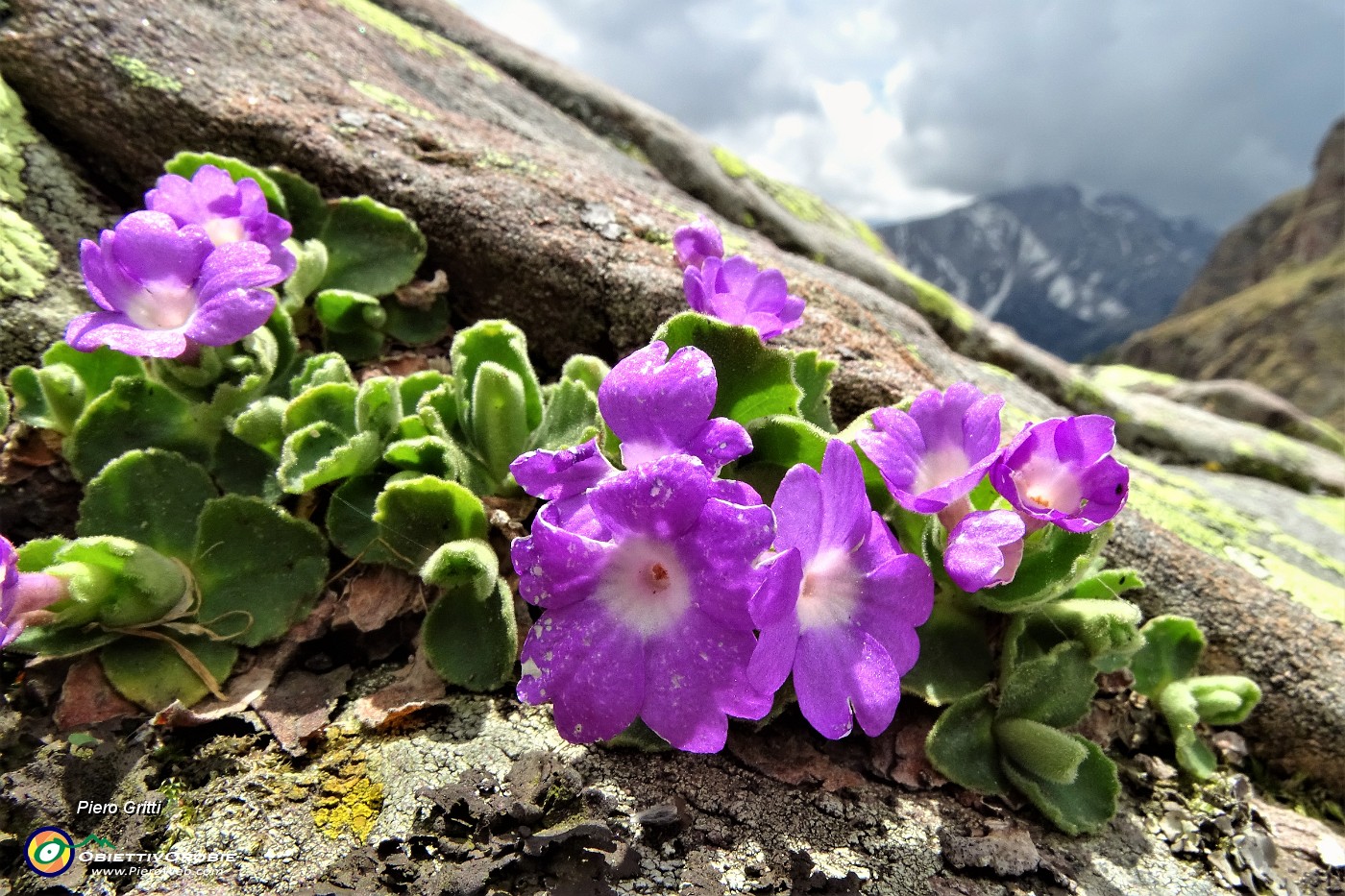 72 Primula hirsuta sulla roccia.JPG